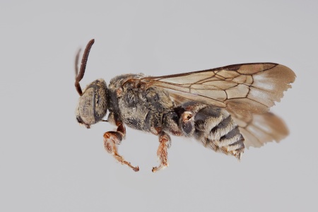 [Brachynomada scotti male (lateral/side view) thumbnail]